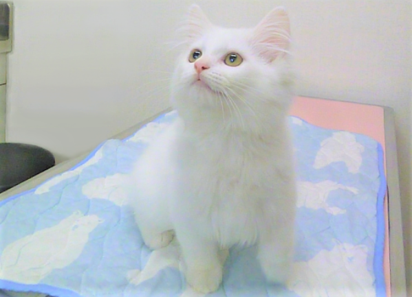 とよだ動物病院